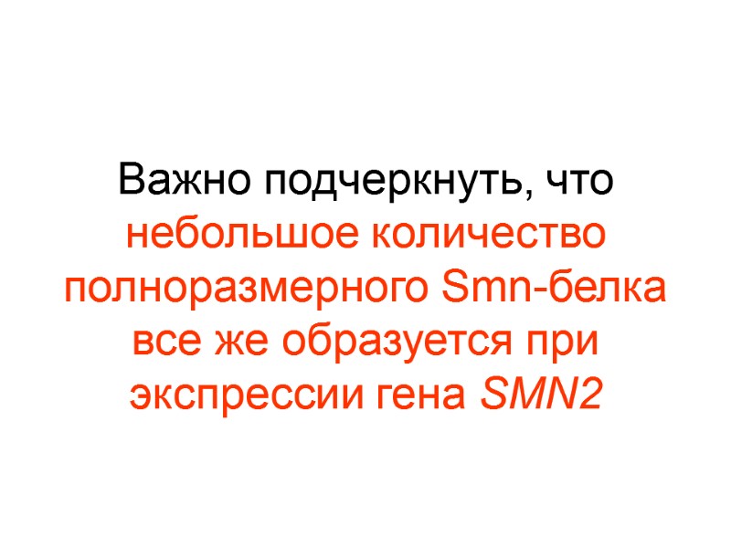 Важно подчеркнуть, что небольшое количество полноразмерного Smn-белка все же образуется при экспрессии гена SMN2